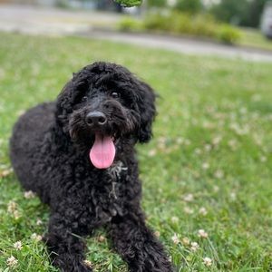 Meet your Posher, Spencer